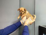 Sevimli Chihuahua Yavruları