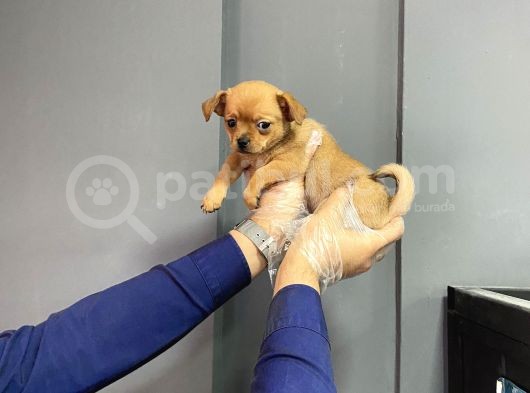 Sevimli Chihuahua Yavruları görsel