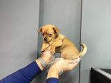 Sevimli Chihuahua Yavruları