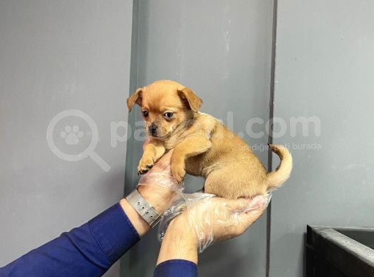 Sevimli Chihuahua Yavruları görsel
