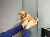 Sevimli Chihuahua Yavruları