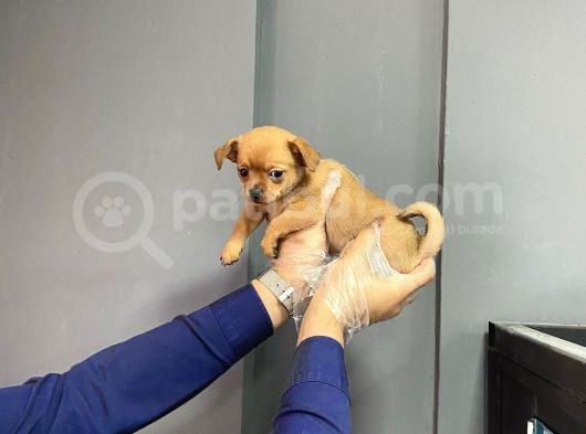 Sevimli Chihuahua Yavruları görsel
