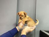 Sevimli Chihuahua Yavruları