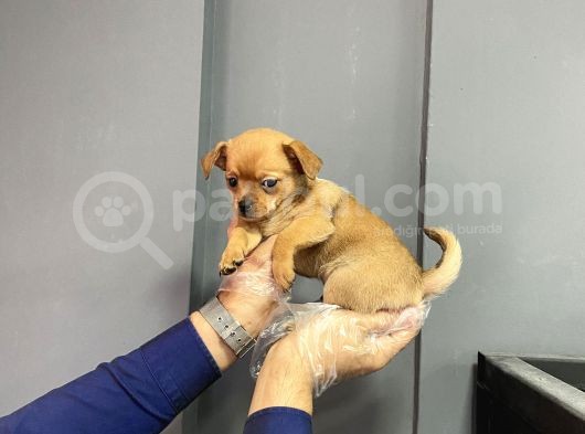 Sevimli Chihuahua Yavruları görsel