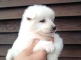 Muhteşem Kalite Samoyed Yavruları