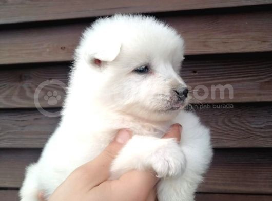 Muhteşem Kalite Samoyed Yavruları görsel