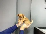 Sevimli Chihuahua Yavruları