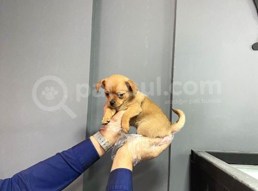 Sevimli Chihuahua Yavruları görsel