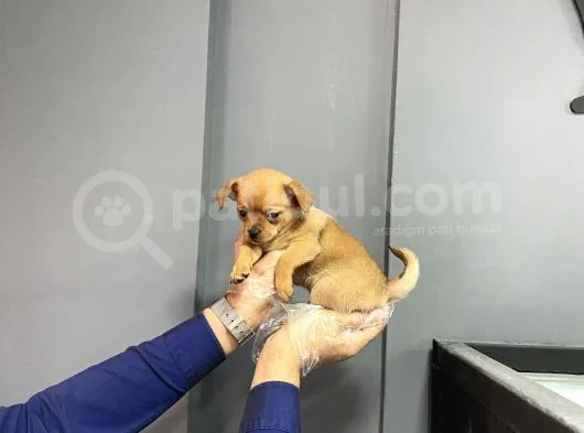 Sevimli Chihuahua Yavruları