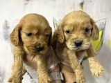 American Cocker Yavruları