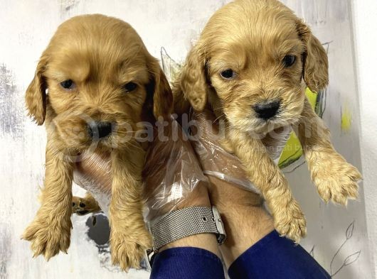 American Cocker Yavruları görsel
