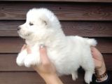 Muhteşem Kalite Samoyed Yavruları
