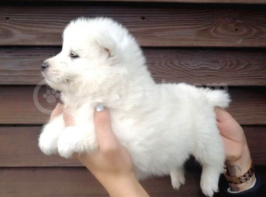 Muhteşem Kalite Samoyed Yavruları görsel
