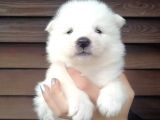 Muhteşem Kalite Samoyed Yavruları