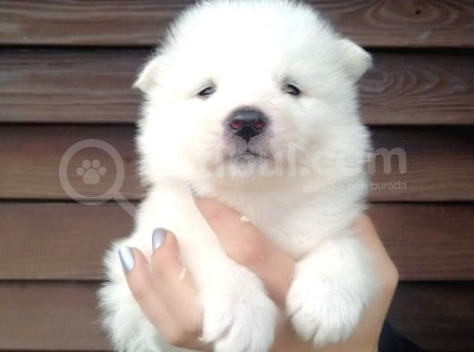 Muhteşem Kalite Samoyed Yavruları görsel