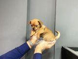 Sevimli Chihuahua Yavruları