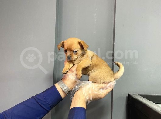 Sevimli Chihuahua Yavruları görsel