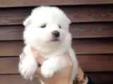 Muhteşem Kalite Samoyed Yavruları