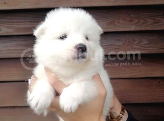 Muhteşem Kalite Samoyed Yavruları görsel