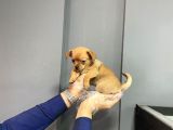 Sevimli Chihuahua Yavruları