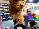 Toy Poodle Ve Daha Fazlası