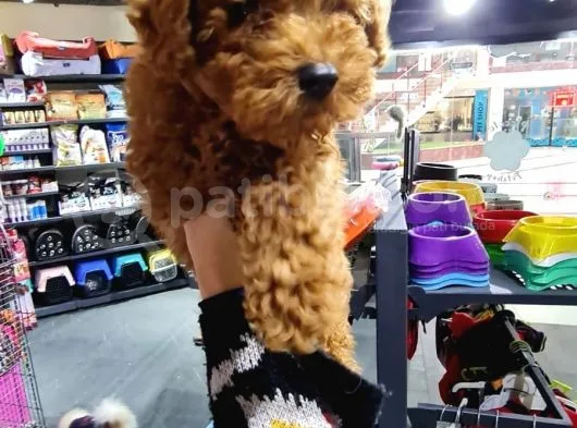 Toy Poodle Ve Daha Fazlası