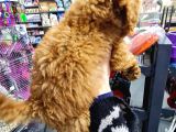 Toy Poodle Ve Daha Fazlası