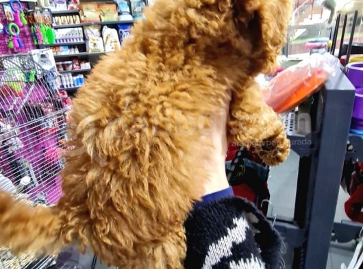 Toy Poodle Ve Daha Fazlası görsel