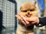 Ayı Surat Teddybear Pomeranian Boo Oğlumuz Topaç