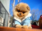 Ayı Surat Teddybear Pomeranian Boo Oğlumuz Topaç