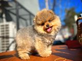 Ayı Surat Teddybear Pomeranian Boo Oğlumuz Topaç