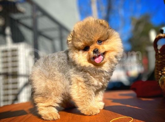 Ayı Surat Teddybear Pomeranian Boo Oğlumuz Topaç görsel