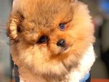 Ayı Surat Teddybear Pomeranian Boo Oğlumuz Topaç