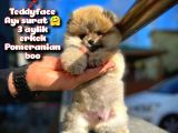 Ayı Surat Teddybear Pomeranian Boo Oğlumuz Rocky