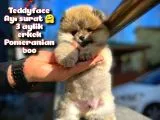 Ayı Surat Teddybear Pomeranian Boo Oğlumuz Rocky