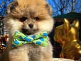 Ayı Surat Teddybear Pomeranian Boo Oğlumuz Rocky