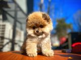 Ayı Surat Teddybear Pomeranian Boo Oğlumuz Rocky