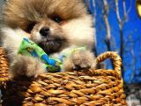Ayı Surat Teddybear Pomeranian Boo Oğlumuz Rocky