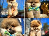 Ayı Surat Teddybear Pomeranian Boo Oğlumuz Rocky