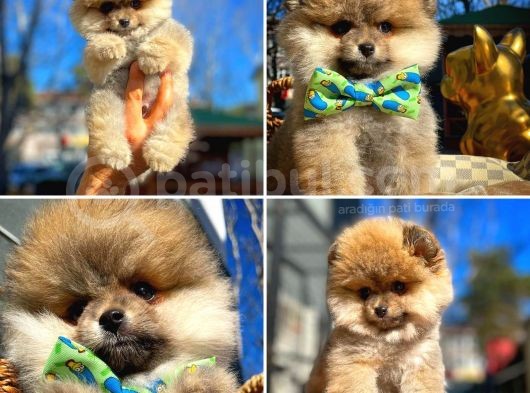 Ayı Surat Teddybear Pomeranian Boo Oğlumuz Rocky görsel