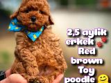 Toy Poodle Safkan Yavru Oğlumuz Çokonat