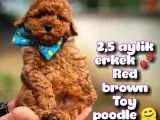 Toy Poodle Safkan Yavru Oğlumuz Çokonat