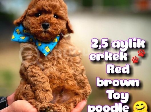 Toy Poodle Safkan Yavru Oğlumuz Çokonat görsel