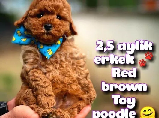 Toy Poodle Safkan Yavru Oğlumuz Çokonat