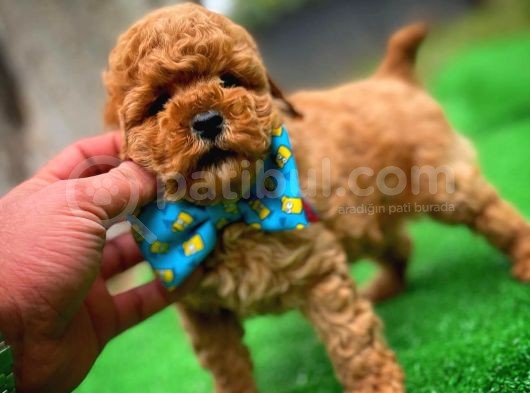 Toy Poodle Safkan Yavru Oğlumuz Çokonat görsel