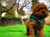 Toy Poodle Safkan Yavru Oğlumuz Çokonat