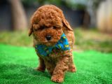 Toy Poodle Safkan Yavru Oğlumuz Çokonat