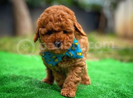 Toy Poodle Safkan Yavru Oğlumuz Çokonat görsel