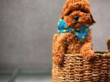 Toy Poodle Safkan Yavru Oğlumuz Çokonat