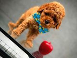 Toy Poodle Safkan Yavru Oğlumuz Çokonat